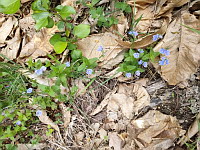 Veronique petit-chene - Veronica chamaedrys (photo Mrugala F.)(2)